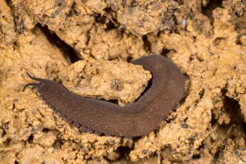 Media type: image;   Invertebrate Zoology 143930